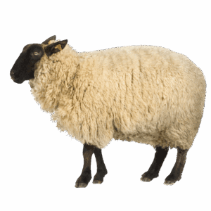 Live Sheep