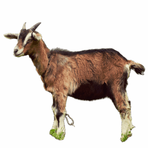 Live Goat