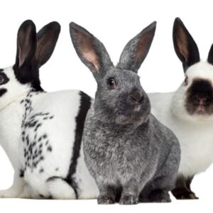 Live Rabbit