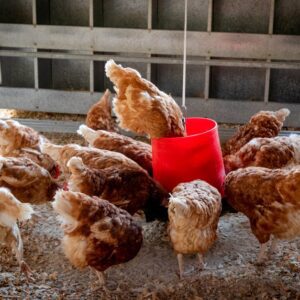 Poultry