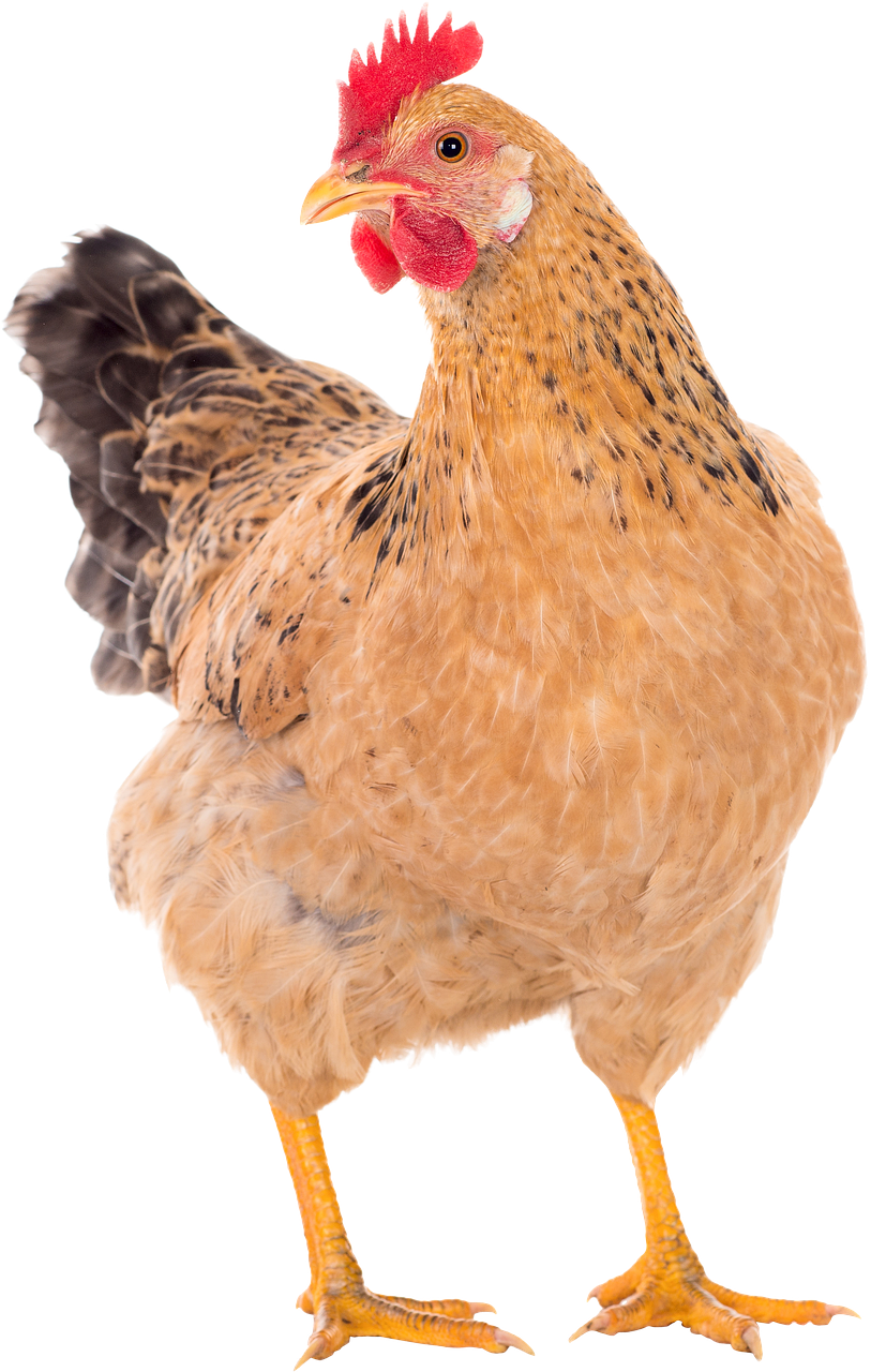 chicken, hens, pullet, chicken, chicken, chicken, chicken, chicken